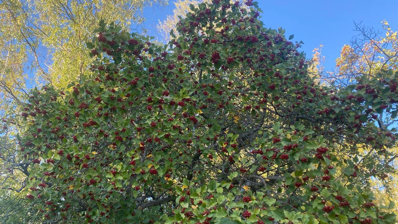 16 сентября принесёт в Коми и приятное тепло, и осадки, но в разные районы
