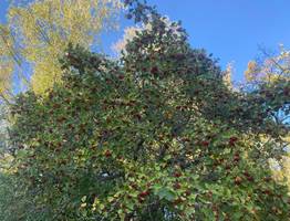 16 сентября принесёт в Коми и приятное тепло, и осадки, но в разные районы