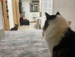 Как кошки выбирают, с кем спать из хозяев и что влияет на их выбор