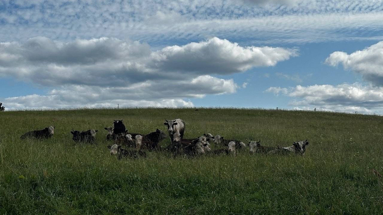 Главная картинка новости: Фермер из Коми удвоил производство мяса с помощью гранта от государства