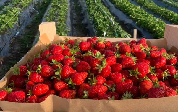 В Коми клубника победила борщевик на первой специализированной ферме