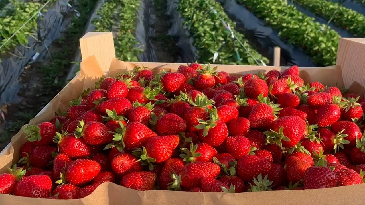 Главная картинка новости: В Коми клубника победила борщевик на первой специализированной ферме