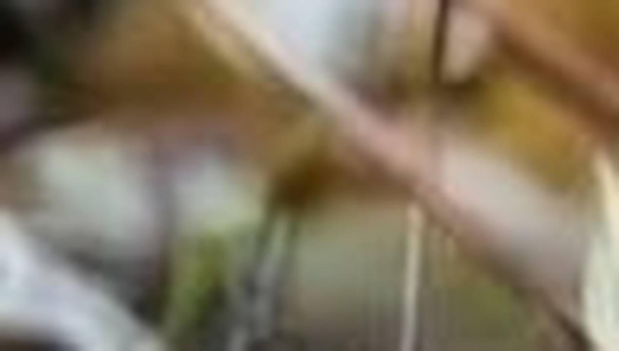 Главная картинка новости: По улицам Усинска бродит бурый медведь