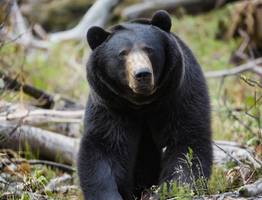 По улицам Усинска бродит бурый медведь