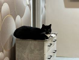 Кошка чувствует конец: какие признаки подают животные перед уходом