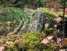 22 сентября принесет в Коми атмосферные контрасты: и осенние туманы, и летние грозы