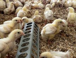 Новая система субсидий помогла фермерам Коми увеличить поступления финансов в 11 раз