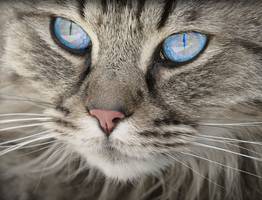 Кошка бросается к когтеточке при виде вас? Радуйтесь — это хороший знак