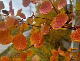 Морозная ночь и первые снежинки ожидают Коми 26 сентября