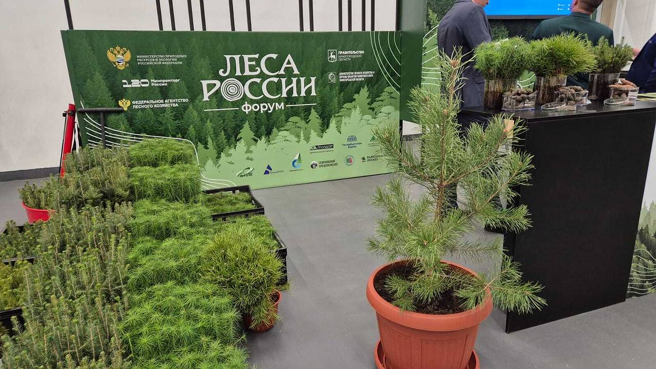 Главная картинка новости: Коми вошла в десятку лучших регионов России по эффективности лесного хозяйства