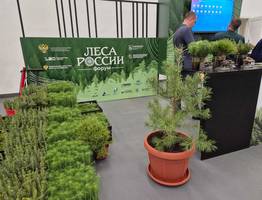 Коми вошла в десятку лучших регионов России по эффективности лесного хозяйства