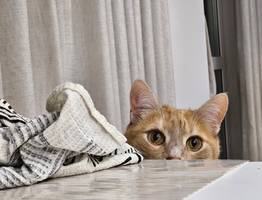 15 вещей, которые разбивают кошачьи сердца — не делайте этого!