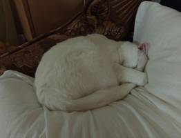 Маленькая, но смертельно опасная: знакомьтесь с самой смертоносной кошкой