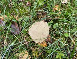 28 сентября принесет в Коми ночь с заморозками, которая сменится снегом с дождем