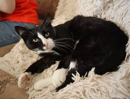 Как понять, что кошке больно: 5 главных сигналов, которые подает питомец