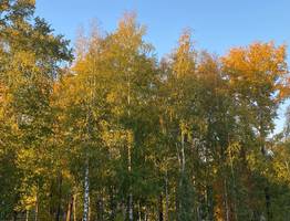 Балтийский антициклон принесет в Коми последнее дыхание бабьего лета