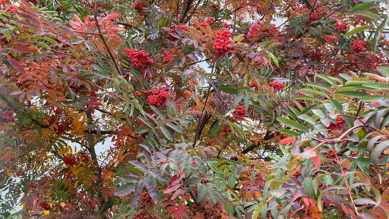 Главная картинка новости: 29 сентября принесет в Коми потепление и порывистый ветер