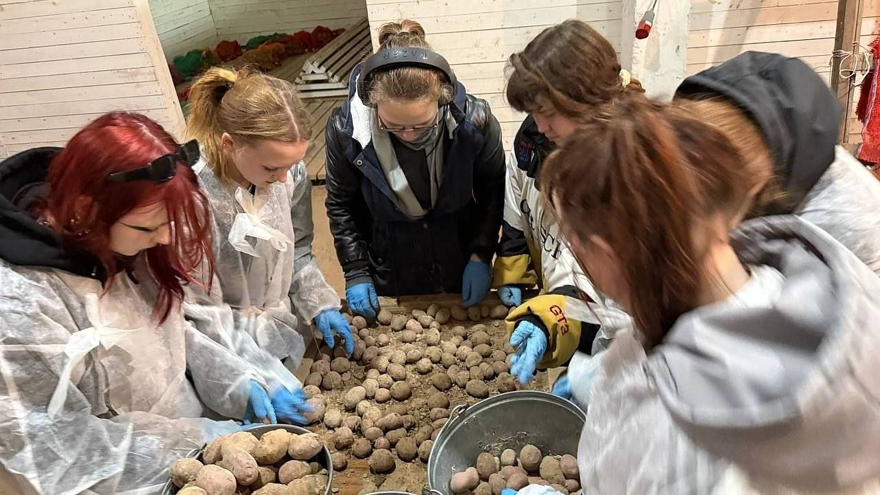 Главная картинка новости: Студенты агротехникума Коми освоили практику сортировки картофельного урожая