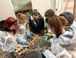 Студенты агротехникума Коми освоили практику сортировки картофельного урожая