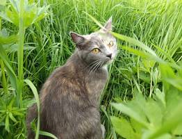 Почему кошка не хочет подходить, когда ее зовешь: не игнор, а кошачья логика