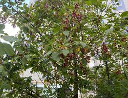 1 октября принесет в Коми дожди и порыва ветра