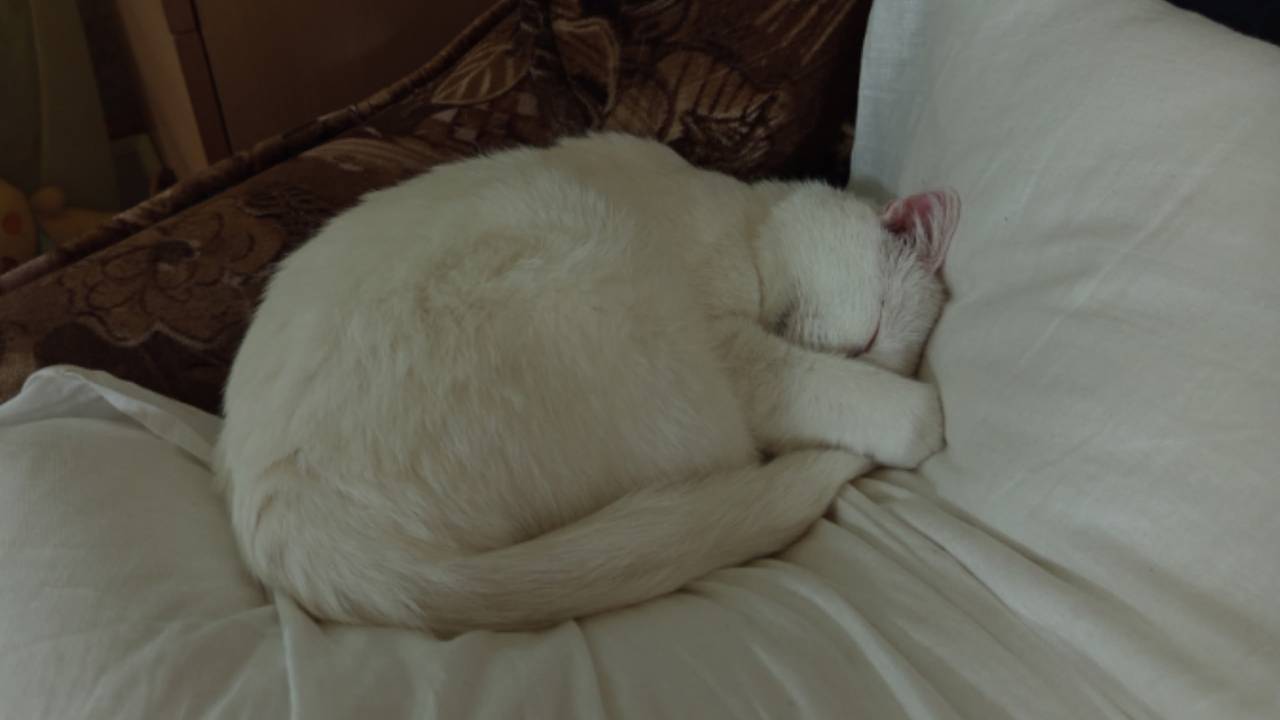 Главная картинка новости: Тайны кошачьего восприятия: как они решают, к кому тянуться