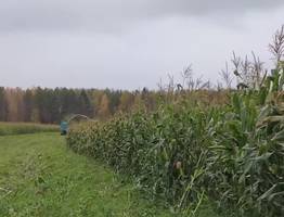 Коми собирает урожай кукурузы: южная культура хорошо прижилась в регионе