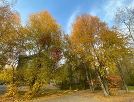 Новая осенняя неделя принесет в Коми моросящие осадки и умеренное тепло