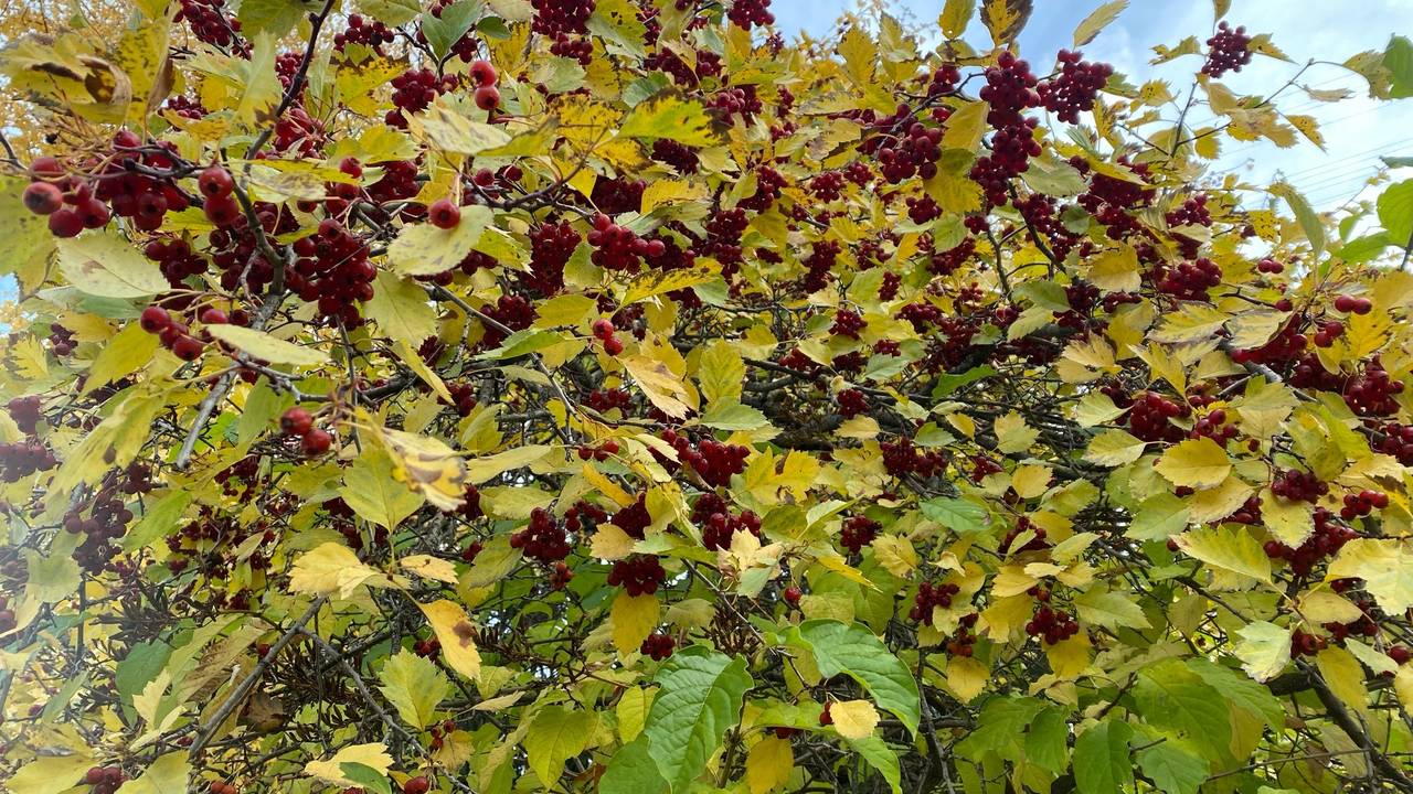 Главная картинка новости: Погода 7 октября удивит контрастами: и дождь, и заморозки, и сухость, и тепло