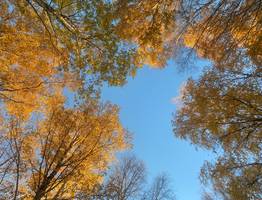 8 октября осенняя погода раскроет многоликость Коми: от туманов и снега до тепла и солнца