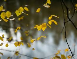 9 октября жителей Коми ждут прохладная погода, осадки и усиление ветра