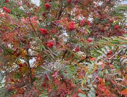 10 октября в Коми крепчает осеннее похолодание