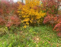 11 октября в Коми ожидается снег на северо-востоке, в остальных районах без осадков