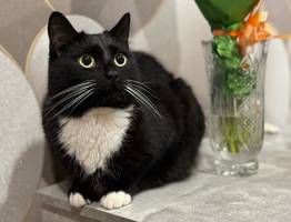 Почему кошка трогает хозяина лапой: тайный смысл такой милой привычки