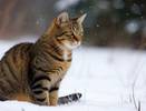 Холодно ли кошкам зимой на улице: как они переносят суровый холод?