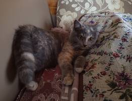 Почему кошка лезет в лицо — 7 незаметных признака, показывающие что вы для неё больше, чем человек