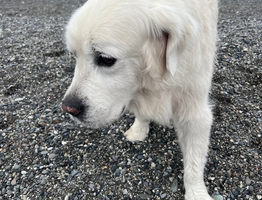 Какие собаки – самые адекватные: 10 пород с наилучшим поведением