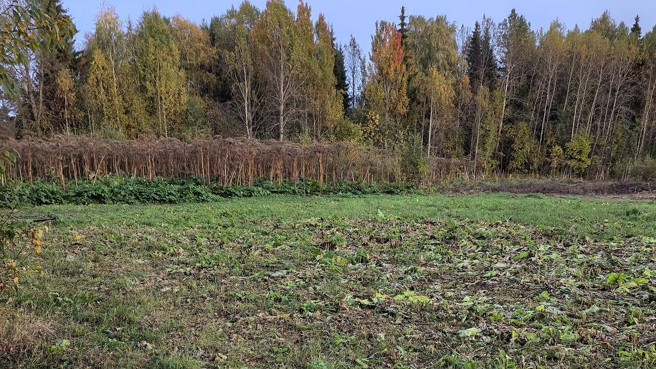 Главная картинка новости: Хозяйка вернула к жизни заброшенный участок в Коми после предписания Россельхознадзора