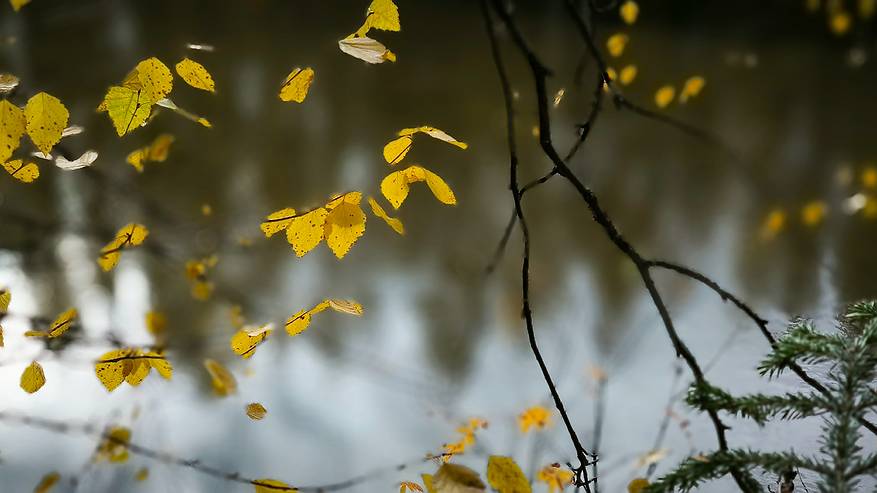 Главная картинка новости: 17 октября осенняя погода вновь принесет в Коми мокрый снег и порывистый ветер