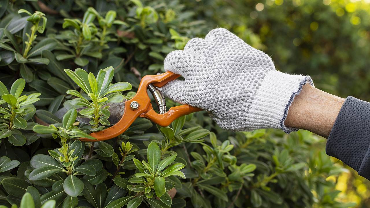 Главная картинка новости: Ни в коем случае не обрезайте эти четыре растения осенью – весной точно не будут цвести