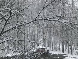 20 октября столбики термометров в Коми опустятся до -6°C, а еще снег и порывистый ветер