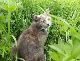 Последние дни кошки: как распознать семь прощальных знаков - четкие сигналы тем хозяевам, кто умеет их читать