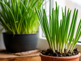 Растим лук на подоконнике к Новому году уже сейчас: как получить хорошую зелень - правила и советы