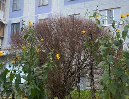 23 октября осенняя погода накроет Коми: холодно и местами с осадками