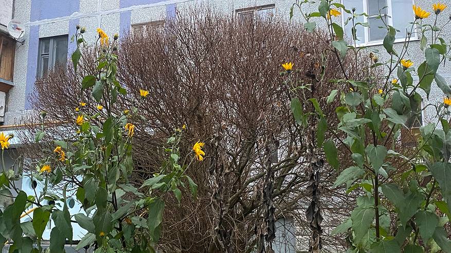 Главная картинка новости: 23 октября осенняя погода накроет Коми: холодно и местами с осадками