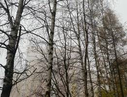 24 октября окутает Коми осенней атмосферой: серо, сыро, холодно