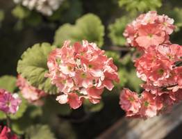 Обрезаю герань по правилу 3-5-7: через месяц на подоконнике пышный куст — весь в бутонах