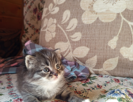 Учёные узнали, каких людей на самом деле любят кошки, и дело даже не в еде