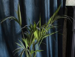 Даже трухлявая палка покроется листвой - вот как поливать замиокулькас в октябре