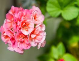 Добавляю в герань по осени: даже еле живое растение пышно зацветает и зеленеет